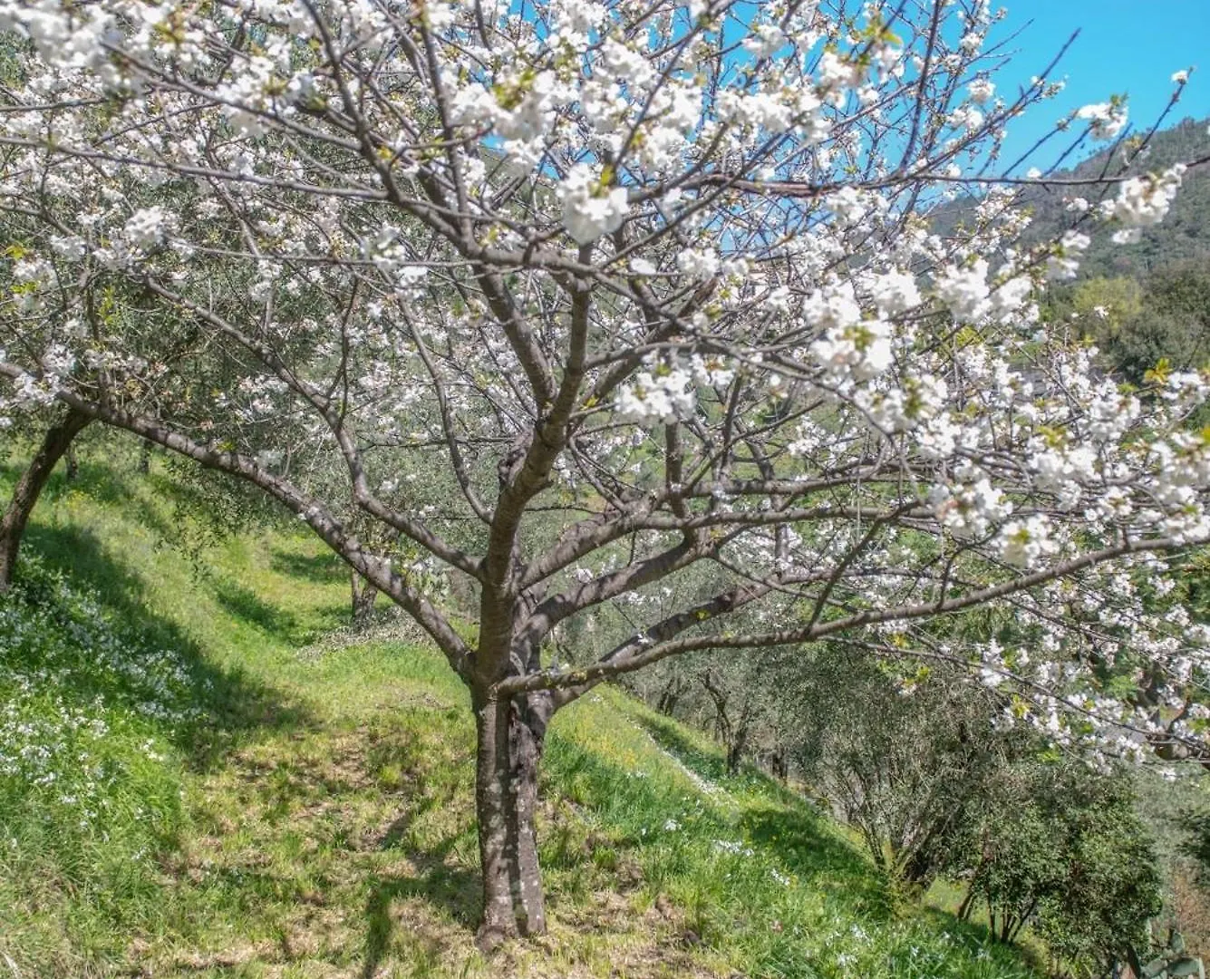 Agriturismo Villa Caterina Levanto
